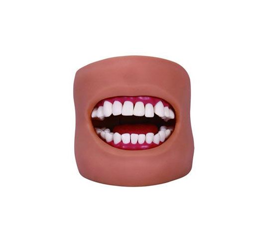 口腔清洁模型(带脸颊)KAS-11C