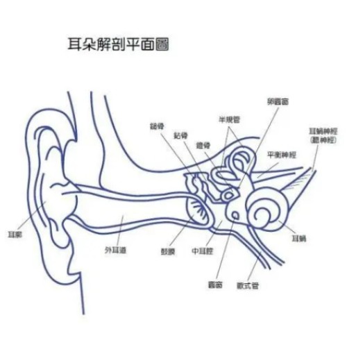 听力筛查原理.jpg 听力筛查原理.jpg