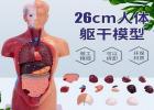 医学模型厂家排名|涵飞医疗器械经销商
