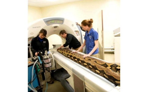 小动物CT 小动物CT