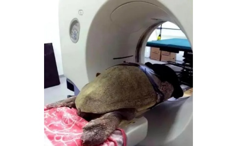 小动物CT 小动物CT