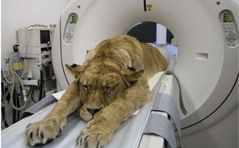 小动物CT 小动物CT